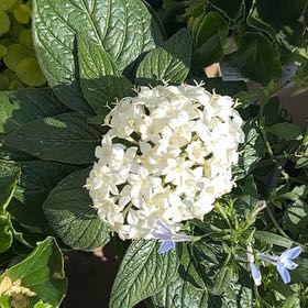 Photo of the plant species Pentas by @ConstantDaisy90 named Maya on Greg, the plant care app