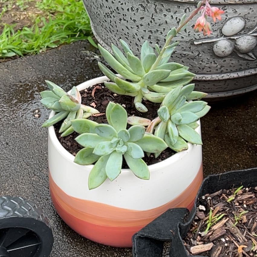 Photo of the plant species Pachyphytum 'Blue Quartz' by @EcstaticBalsam named Kesha on Greg, the plant care app