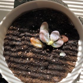 Photo of the plant species Sedium Craigii by @StarHoya27 named Foxxy on Greg, the plant care app