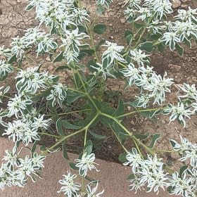 Photo of the plant species Snow on the Mountain by @DarlingTimeout named Fernie Saunders on Greg, the plant care app