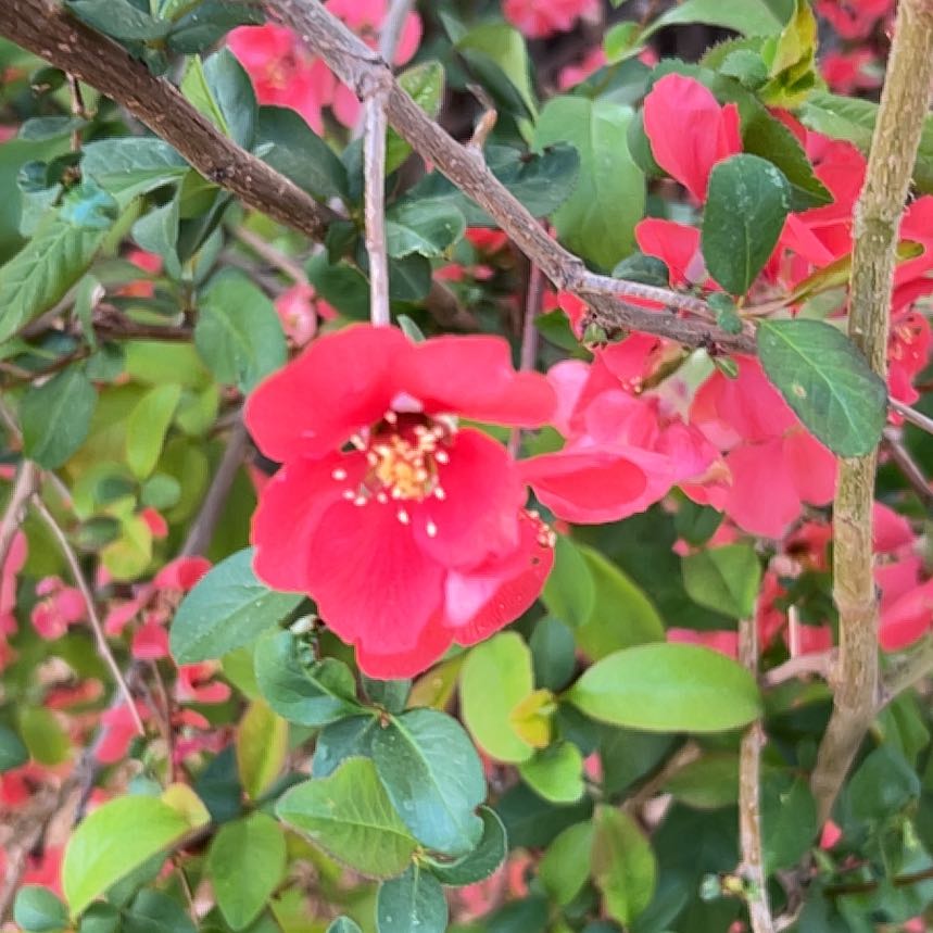 Photo of the plant species Flowering Quince by @DarlingTimeout named Cleopatra on Greg, the plant care app