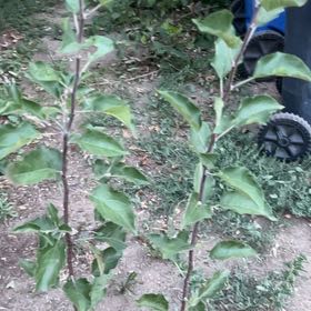 Photo of the plant species Apple by @DarlingTimeout named Forrest on Greg, the plant care app