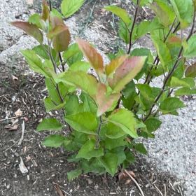 Photo of the plant species Sour Cherry by @DarlingTimeout named Sproutacus on Greg, the plant care app