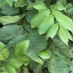 Photo of the plant species Oregon Ash by @DarlingTimeout named Orwell on Greg, the plant care app