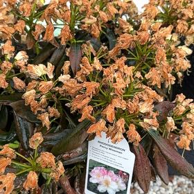 Photo of the plant species Rhododendron 'Percy Wiseman' by @VastTimeout43 named Delilah on Greg, the plant care app