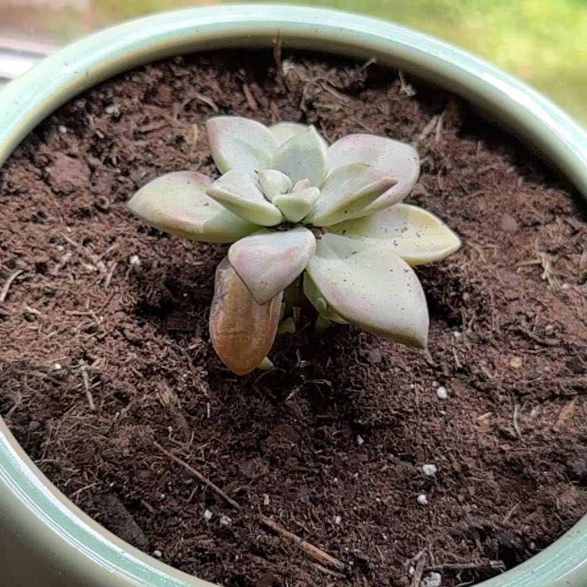 Photo of the plant species Leather petal by @SpunkySkunkbush named Demi on Greg, the plant care app