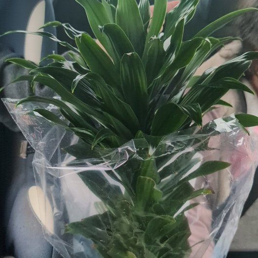 Photo of the plant species Dracaena 'Michiko' by @SweetLippia70 named Madonna on Greg, the plant care app
