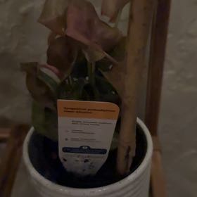 Photo of the plant species Neon Allusion Arrowhead Plant by @SaintlyJade89 named Duke on Greg, the plant care app