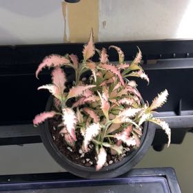 Photo of the plant species Fittonia 'Pink Anne' by @FitLuckynut24 named Hemingway on Greg, the plant care app
