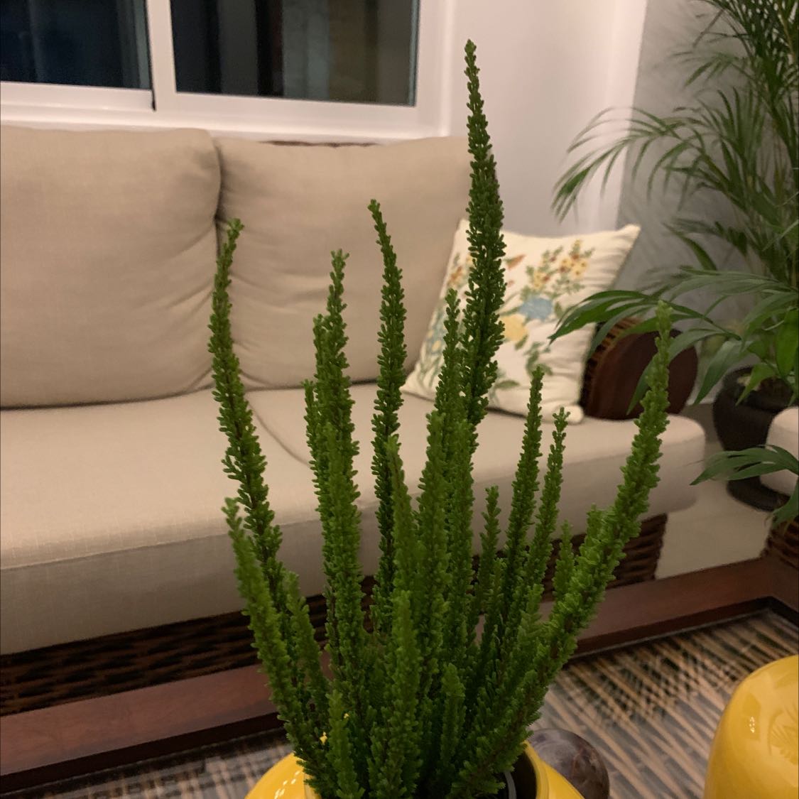 Indoor plant identified as Heather with slender, upright green stems, placed on a table.