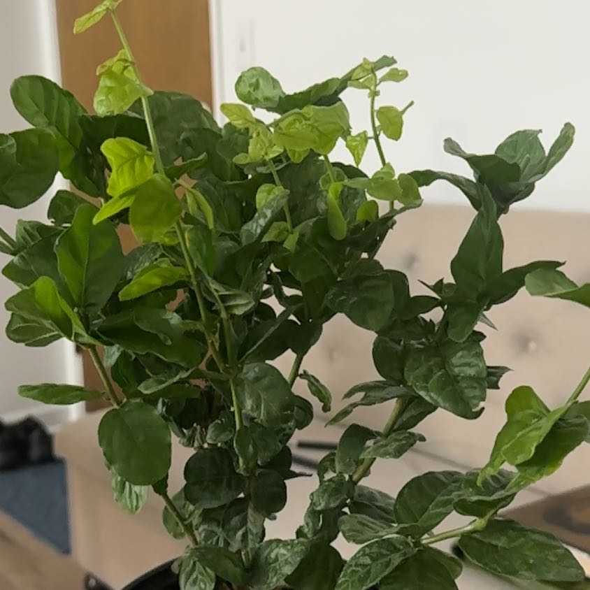 Photo of the plant species Grand Duke of Tuscany Jasmine by @EarlyMakole70 named Einstein on Greg, the plant care app