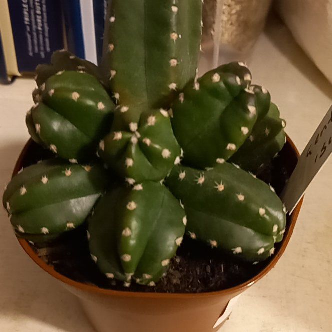 Photo of the plant species Echinocereus schereri by @LimberRainbow named Maya on Greg, the plant care app