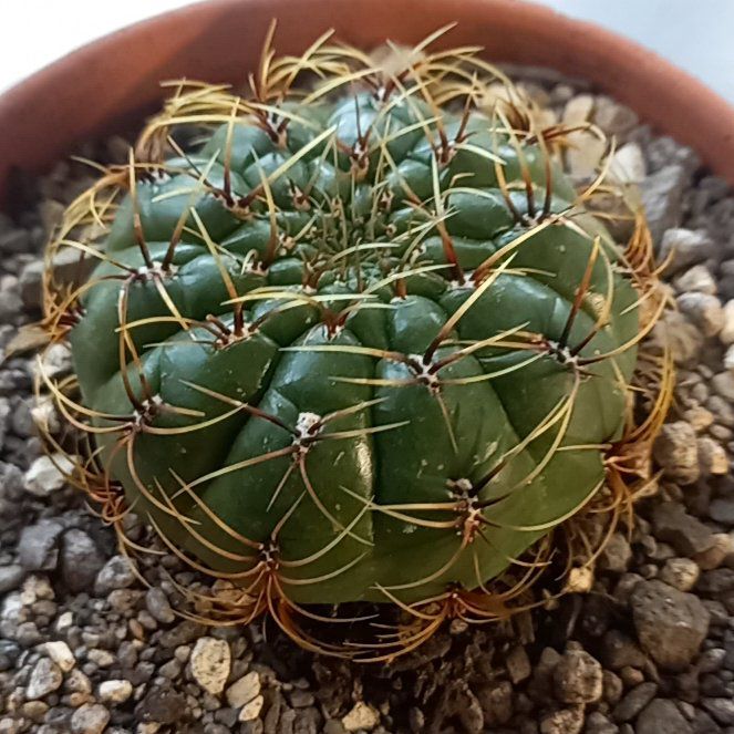 Photo of the plant species Green Tomato Cactus by @LimberRainbow named Baesil on Greg, the plant care app