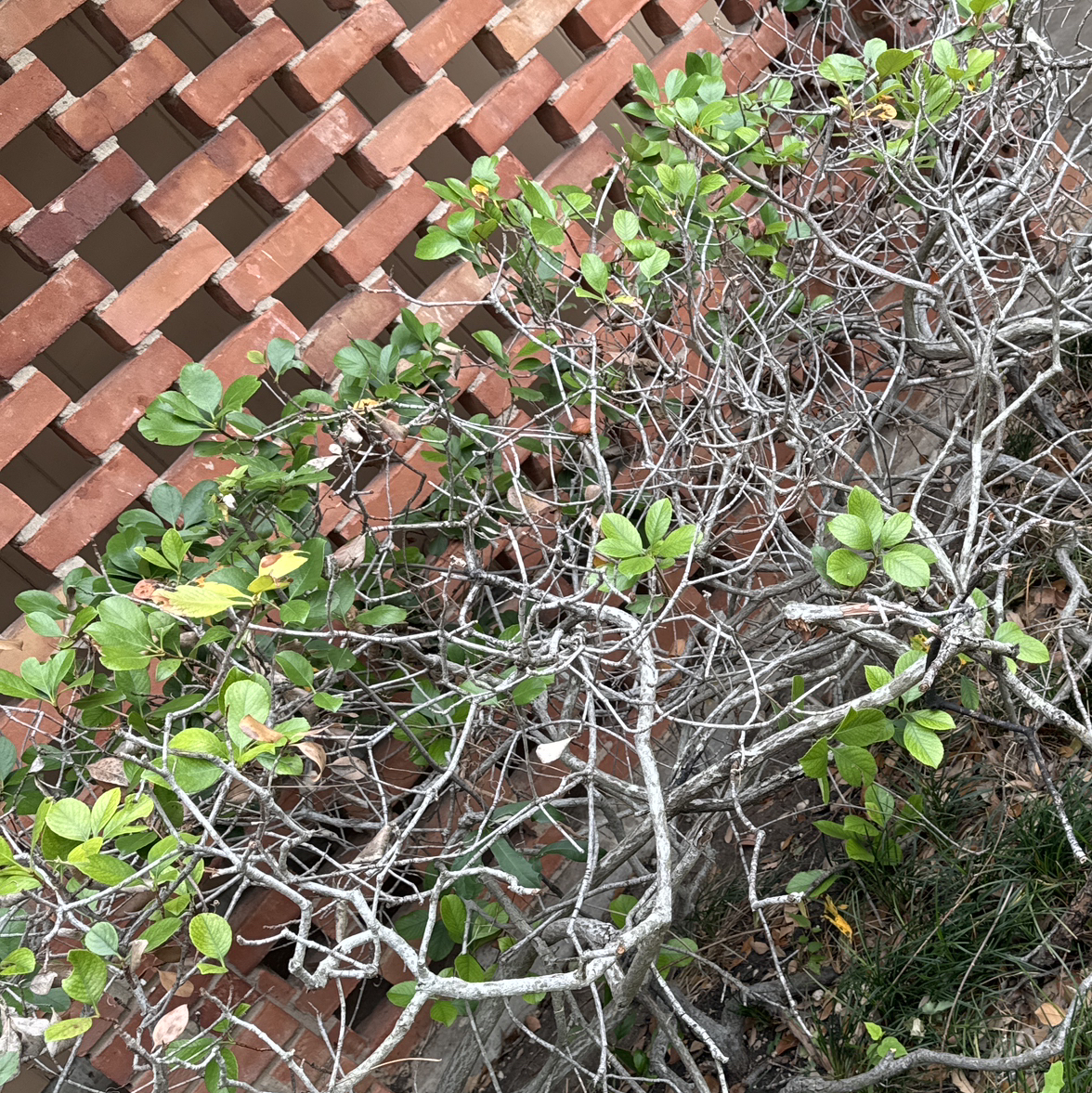 Photo of the plant species Indian Hawthorn by Sean named Phoenix on Greg, the plant care app