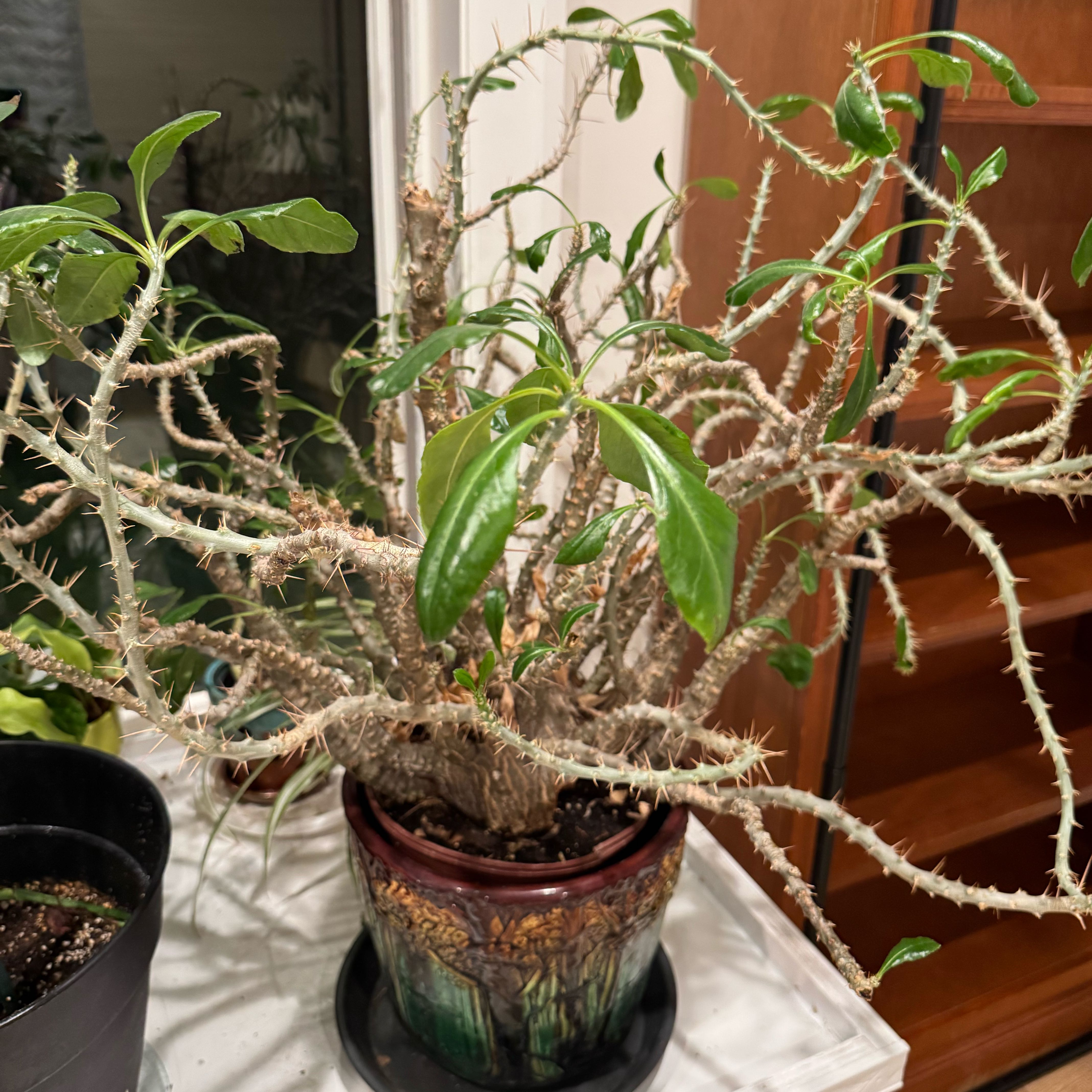 Photo of the plant species Kudu Lily by @M6Med22 named Foxxy on Greg, the plant care app
