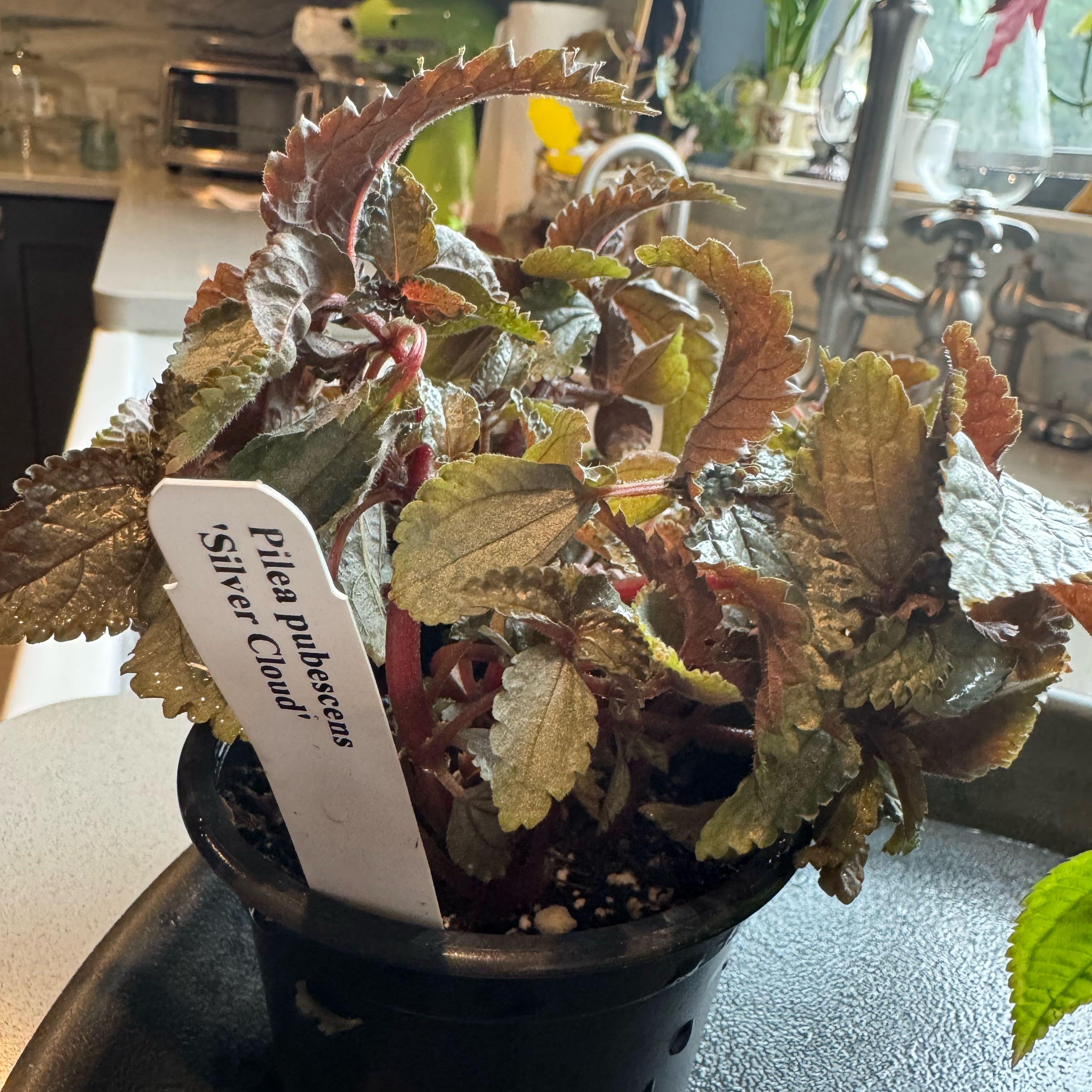 Photo of the plant species Pilea Silver Cloud by @M6Med22 named Sproutacus on Greg, the plant care app