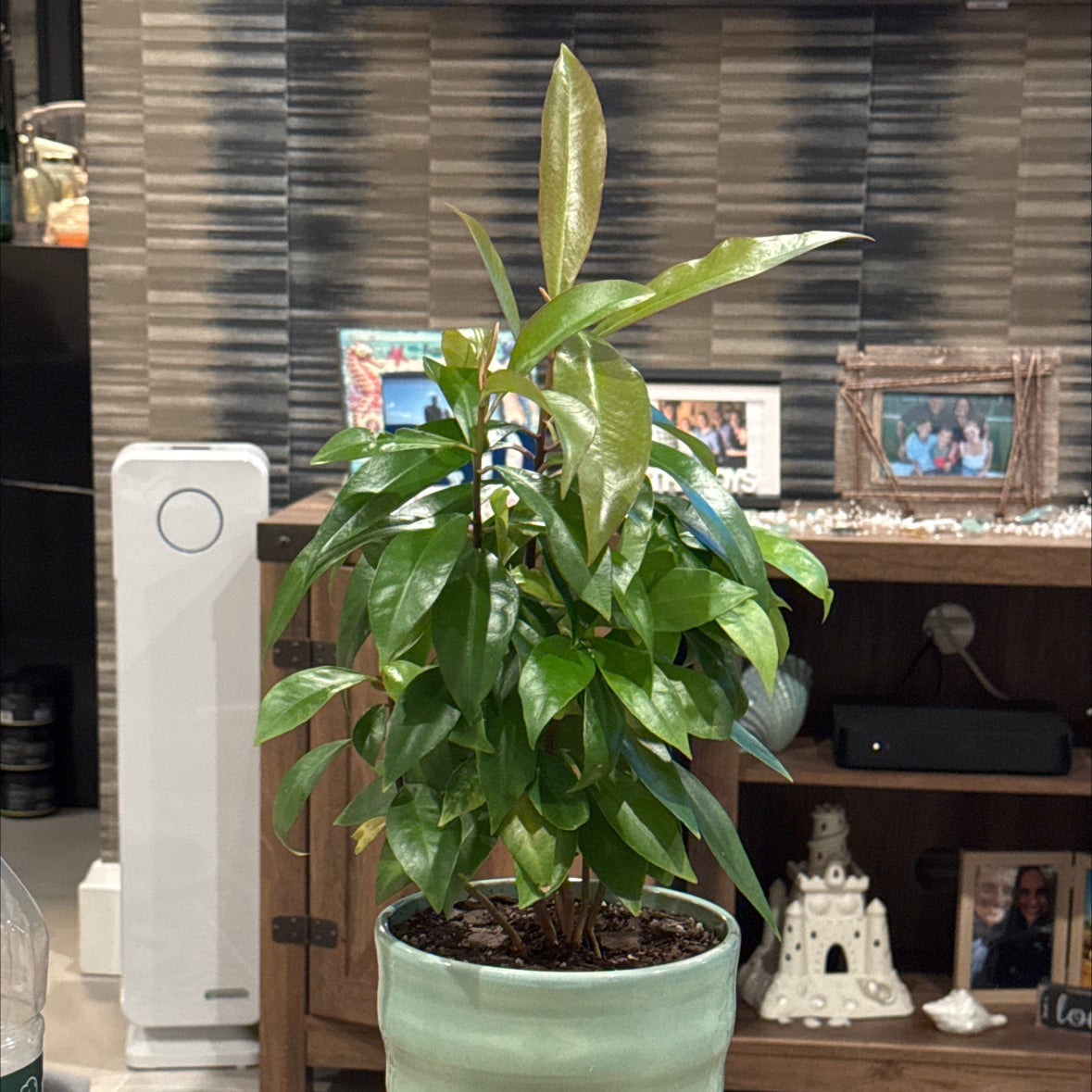 Photo of the plant species Low Shoebutton by @M6Med22 named Surya on Greg, the plant care app