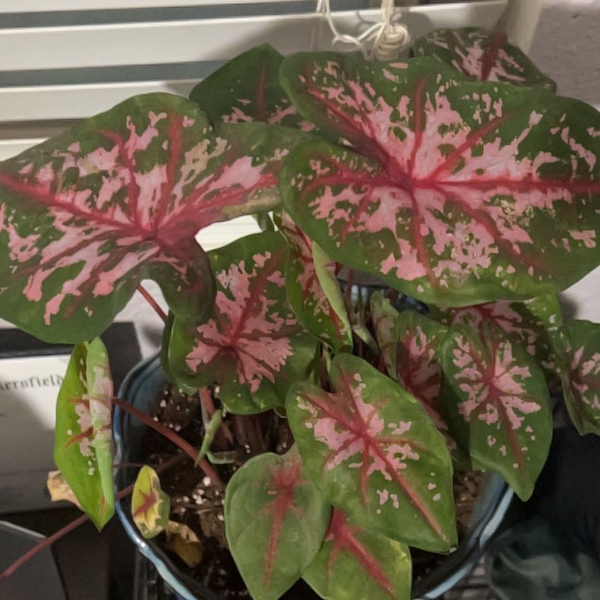 Photo of the plant species Angel Wings by @RadNoni10 named Gomez on Greg, the plant care app