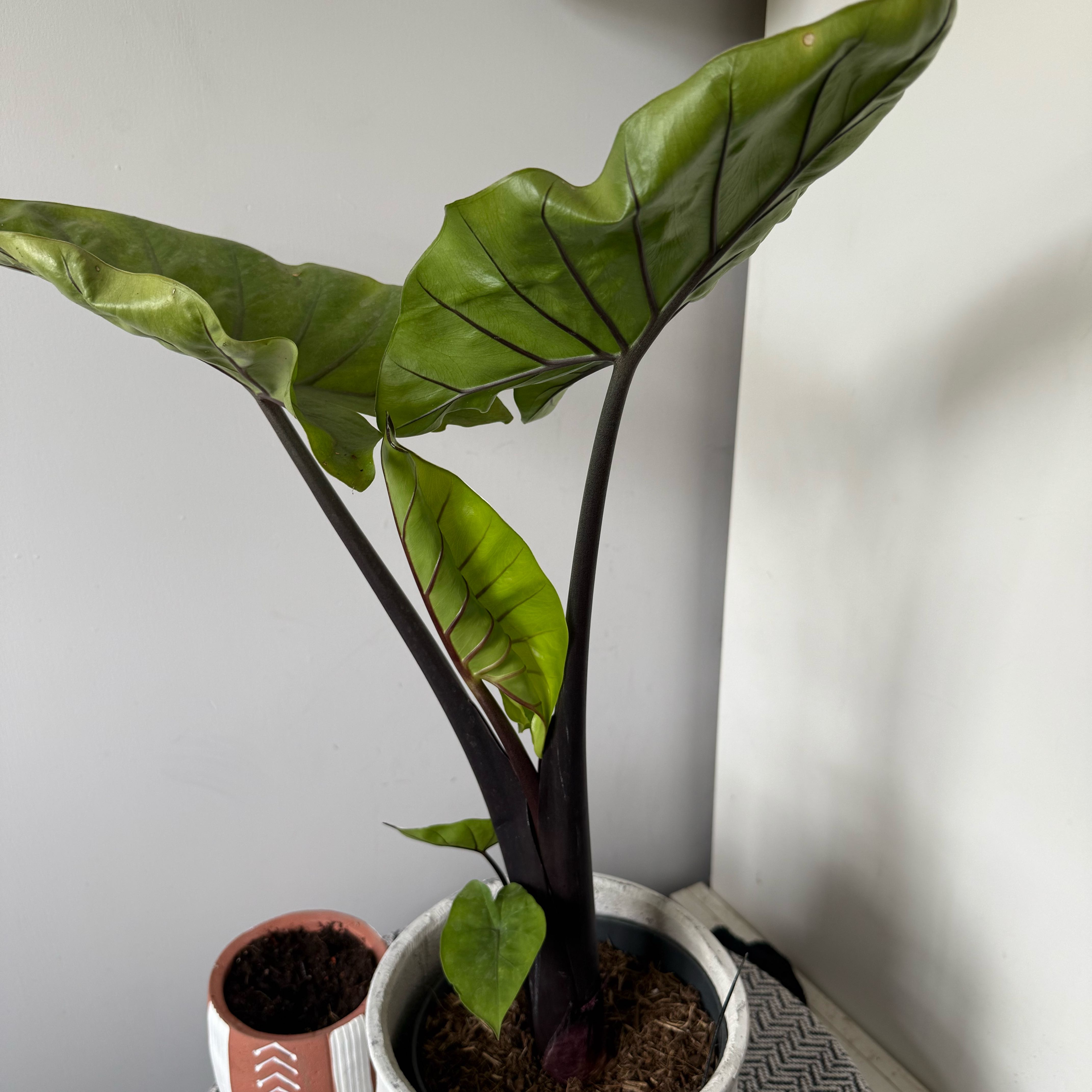 Photo of the plant species Alocasia 'Black Stem' by @YokeTejocote31 named Gomez on Greg, the plant care app