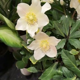 Photo of the plant species Christmas Rose by @LustrousLilac40 named Forrest on Greg, the plant care app