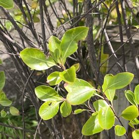 Photo of the plant species Black Matipo by @NewSapote39 named Aristotle on Greg, the plant care app