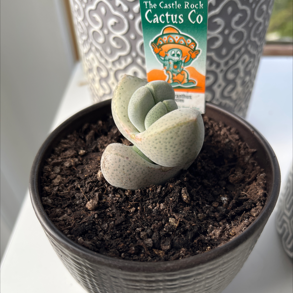 Photo of the plant species Dinteranthus Wilmottianus by @NewSapote39 named Dolores on Greg, the plant care app