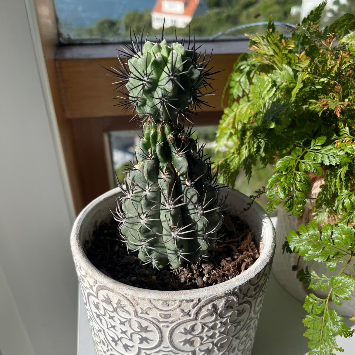 Photo of the plant species Eriosyce by @NewSapote39 named Zeus on Greg, the plant care app