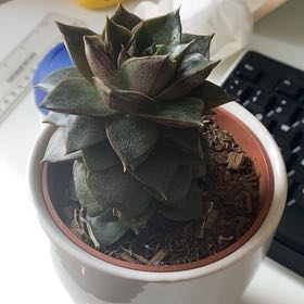 Photo of the plant species Urbinia Purpusii by @TryTigerfern63 named William on Greg, the plant care app