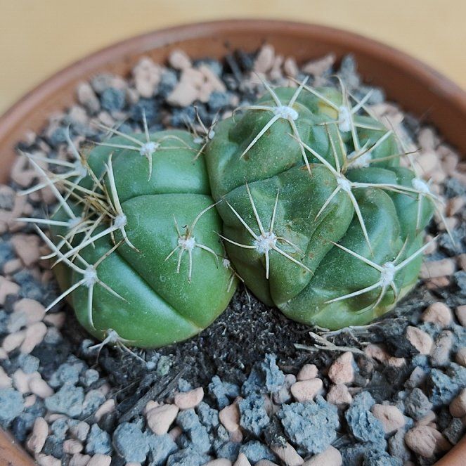 Photo of the plant species Gymnocalycium horstii 'Album' by @GenialMiro16 named Horstii on Greg, the plant care app