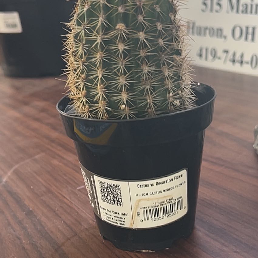Photo of the plant species Cactus by @YokeLavender78 named Aristotle on Greg, the plant care app