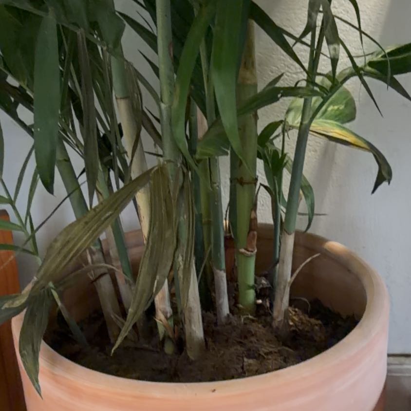 Photo of the plant species Bamboo Palm by Aaron named Surya on Greg, the plant care app