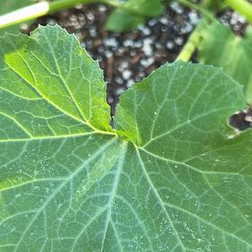 Photo of the plant species Zucchini by @FullBanana38 named Willow on Greg, the plant care app