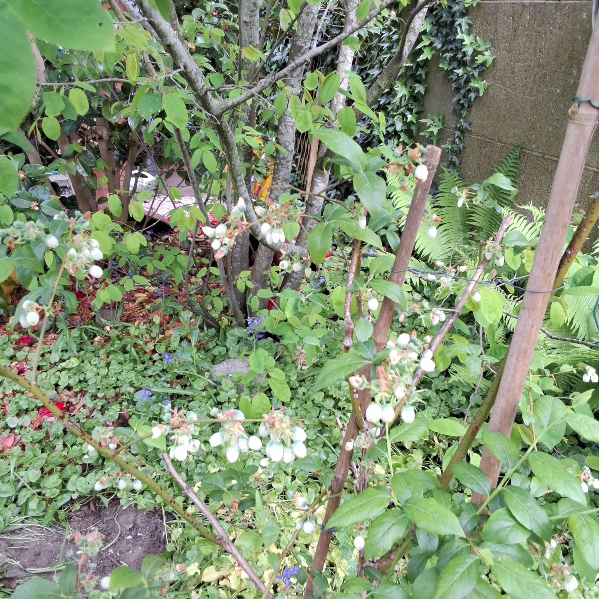 Photo of the plant species Sweet Mock Orange by @HipTejocote99 named Bigleef Smalls on Greg, the plant care app