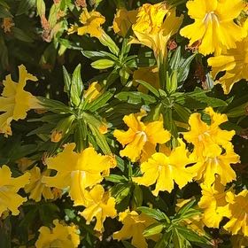 Photo of the plant species Monkey Flower by @DisarmingPeony named McKinley on Greg, the plant care app