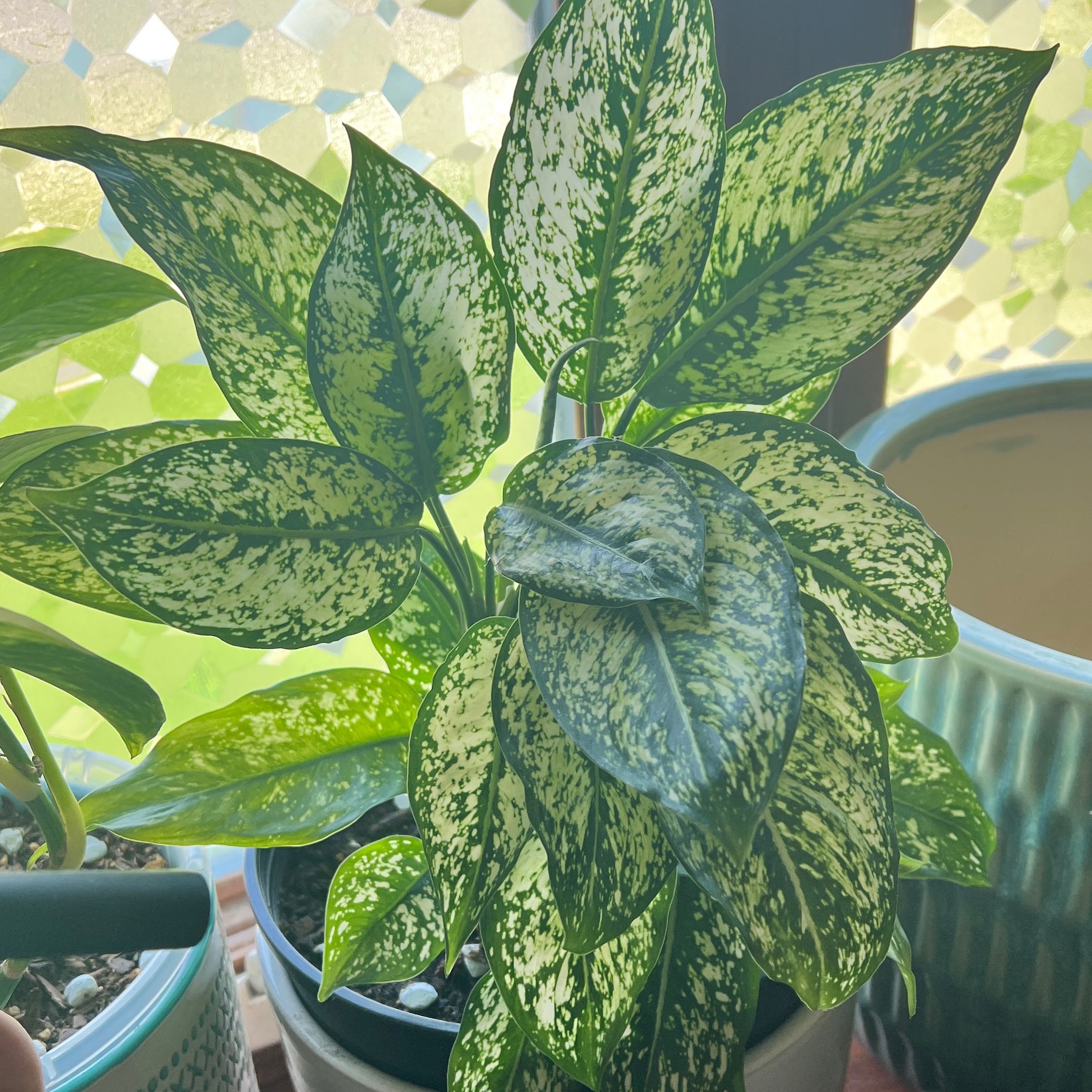 Photo of the plant species Aglaonema 'Osaka' by @DearBreadnut25 named Osaka on Greg, the plant care app