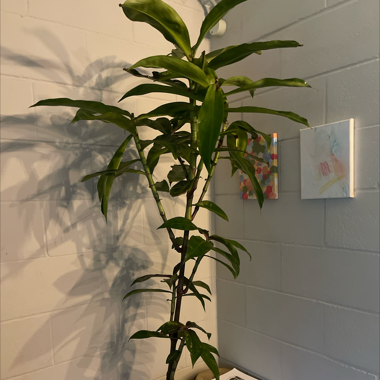 Photo of the plant species Blue Ginger by @FunPignut2 named Cleopatra on Greg, the plant care app