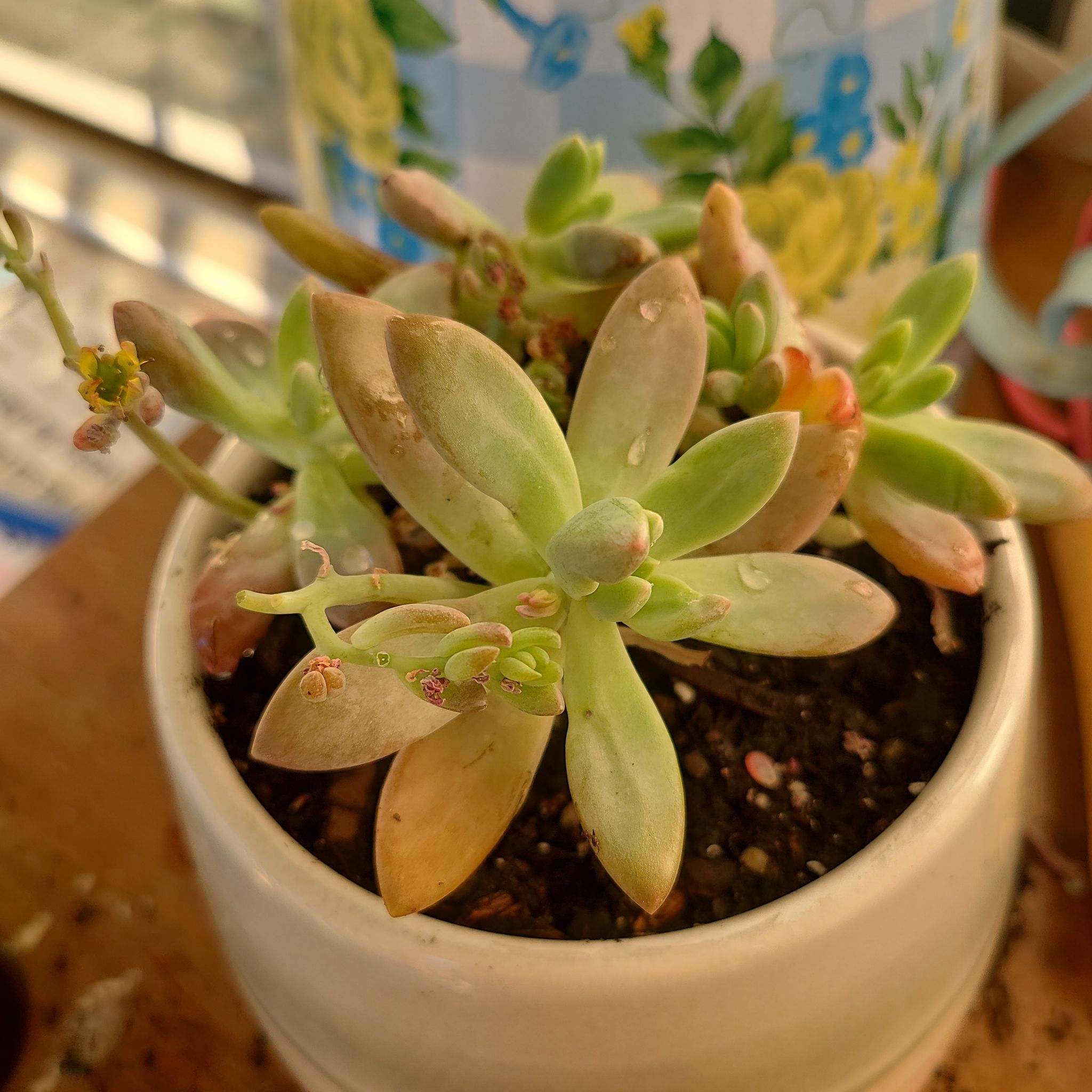 Photo of the plant species Graptoveria 'Blue Pearl' by @Mooncalling named Oscar on Greg, the plant care app