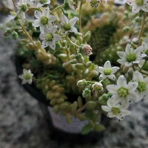 Photo of the plant species Sedum 'Himalayan Skies' by @GrowingBlinks83 named Hima on Greg, the plant care app