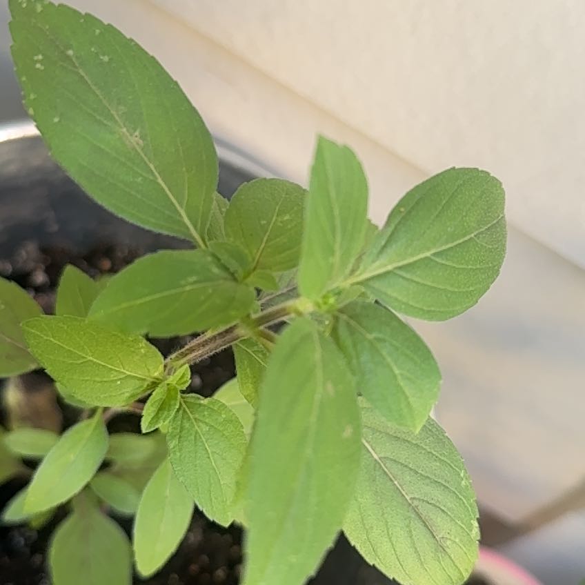 Photo of the plant species Black and blue salvia by @CerebralMastic named Wall-E on Greg, the plant care app