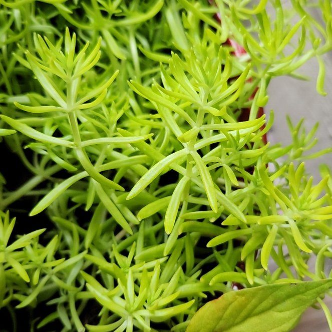 Photo of the plant species Mexican Stonecrop by @squeamysalami named Homer on Greg, the plant care app