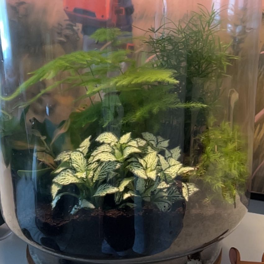 Photo of the plant species Terrarium by @DinkumFicus42 named Wall-E on Greg, the plant care app