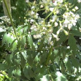 Photo of the plant species Garden Valerian by @AliveSnowrose12 named Orlando Bloom on Greg, the plant care app