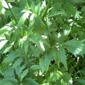 Photo of the plant species Garden Valerian by @AliveSnowrose12 named Zeus on Greg, the plant care app