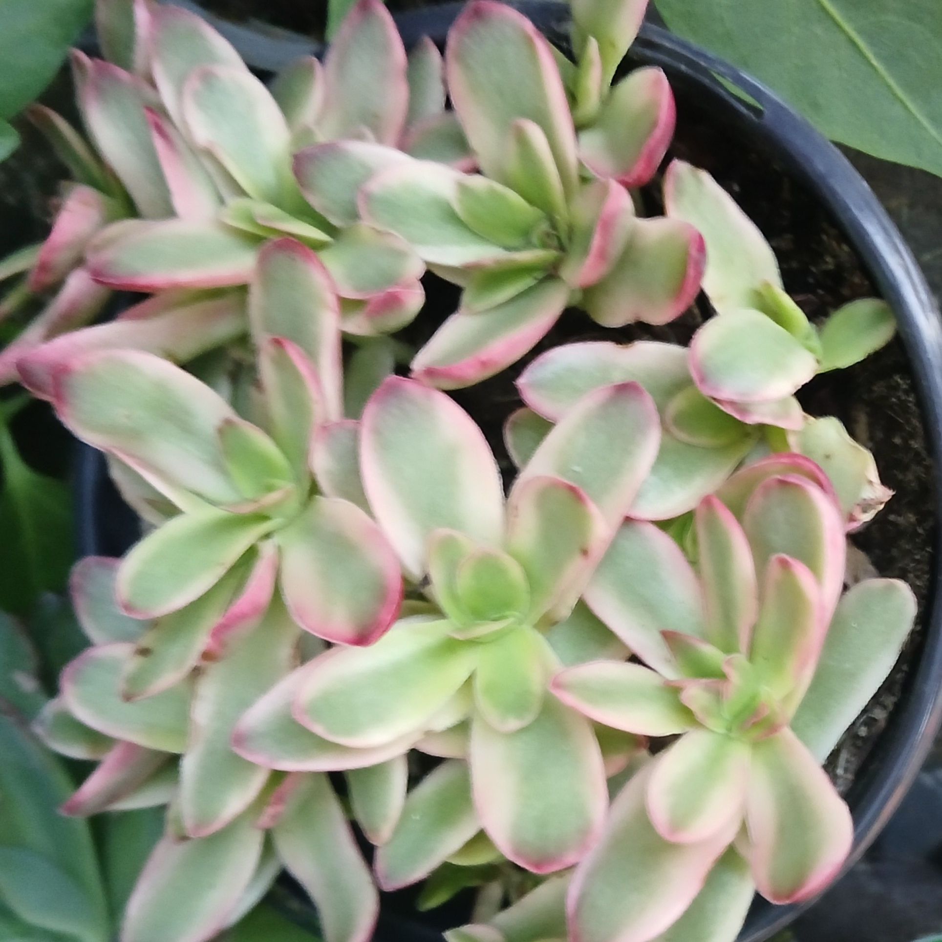 Photo of the plant species Crassula 'Daydream' by @AmberLovee121 named Sabrina Carpenter on Greg, the plant care app