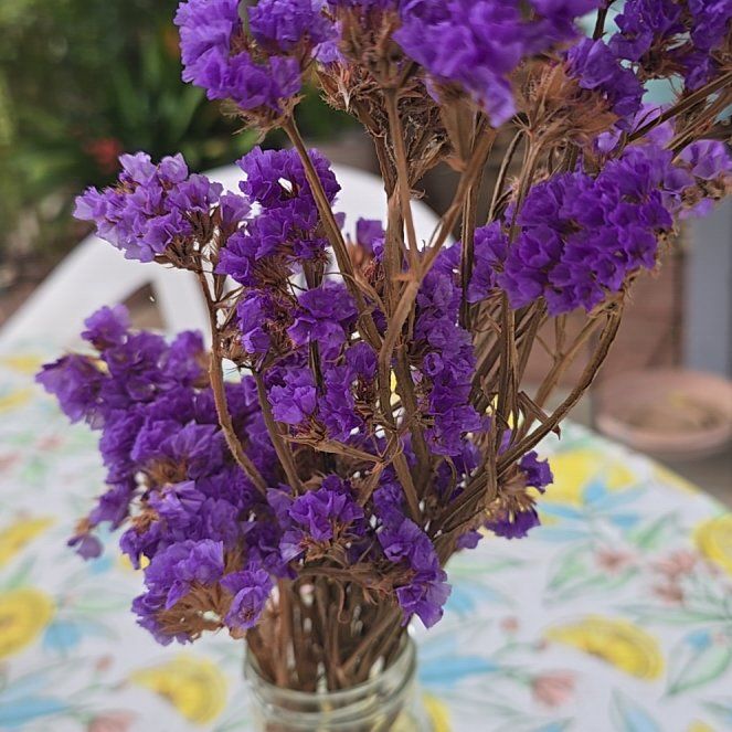 Photo of the plant species Wavyleaf Sea Lavender by @FunBonsaimint87 named Austen on Greg, the plant care app