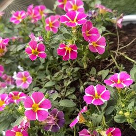 Photo of the plant species Calibrachoa Noa® by @SassyWoreya88 named Scarlett on Greg, the plant care app