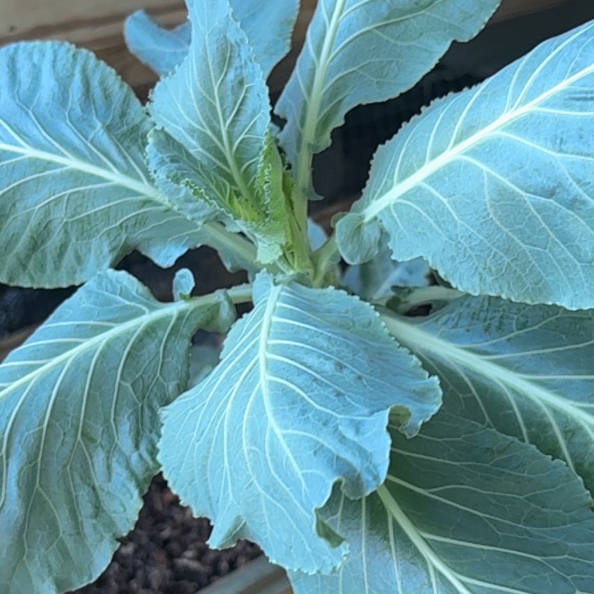 Photo of the plant species Collard Greens by @MajorMonkorchid named Kylie on Greg, the plant care app