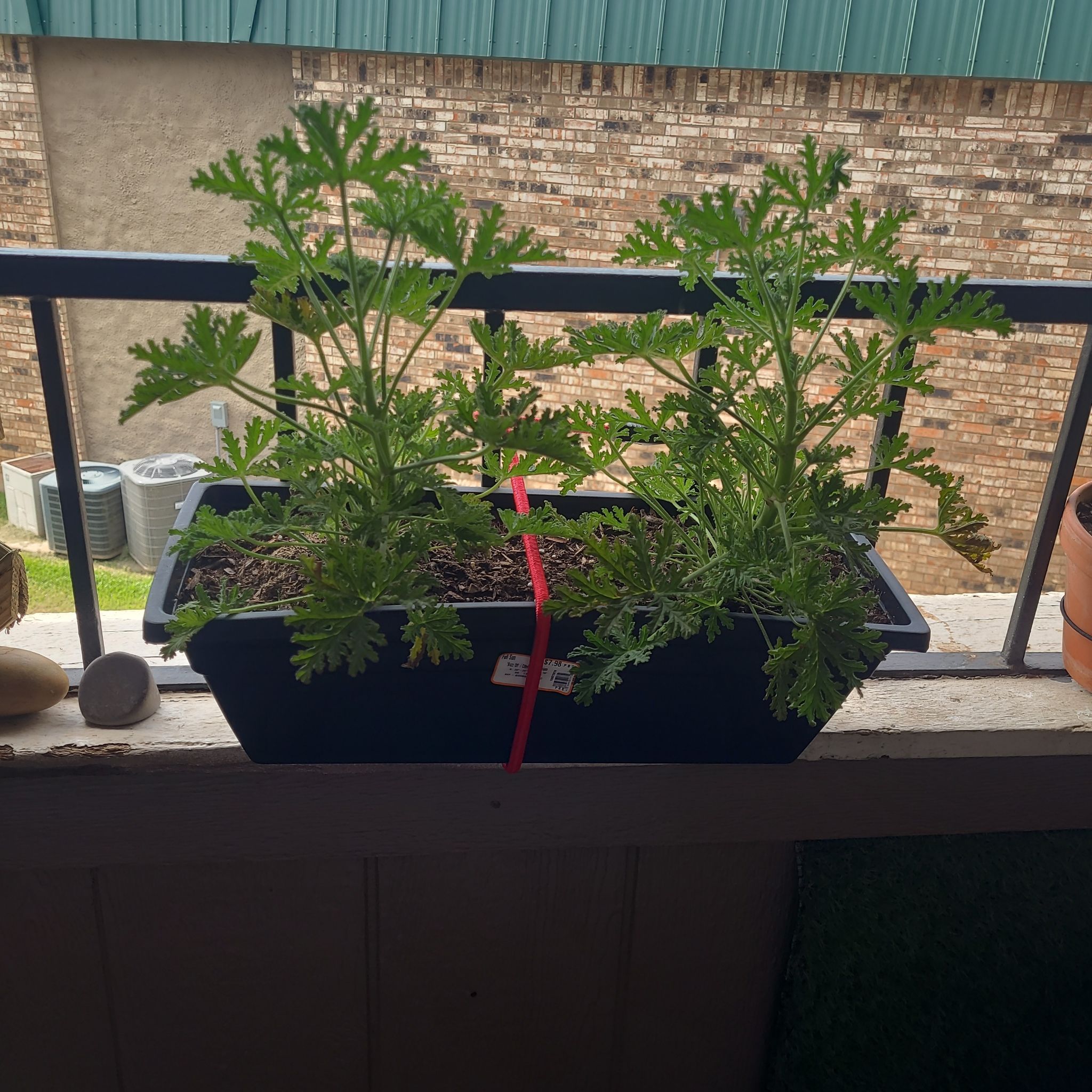 Photo of the plant species Citronella Geranium by @MetalAngel89 named Elle on Greg, the plant care app