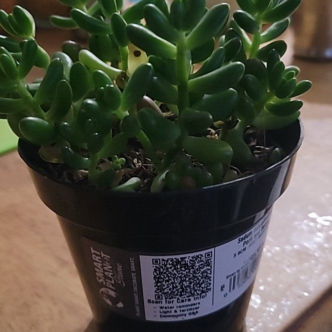 Photo of the plant species Jelly Bean Plant by @GodlySuperchili named Leonardo on Greg, the plant care app