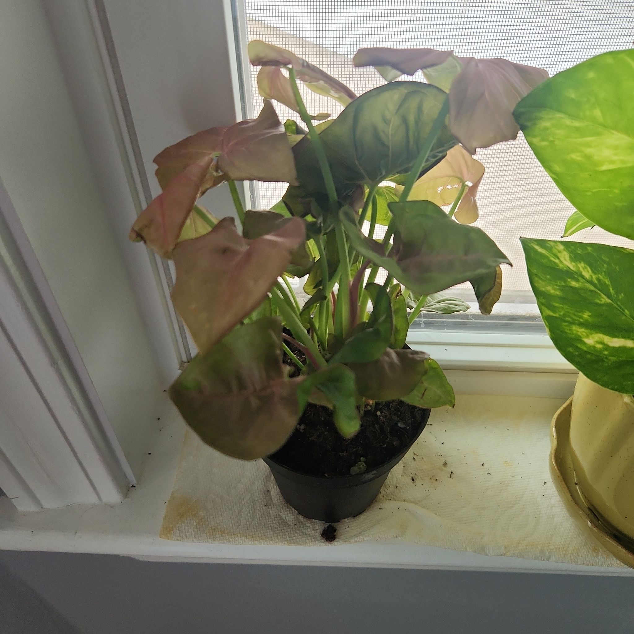 Photo of the plant species Neon Allusion Arrowhead Plant by @HoneyedPalqui50 named Nano on Greg, the plant care app